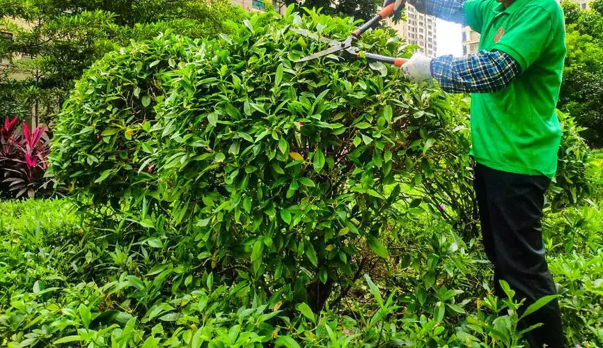 杭州亚运街头绿化工程