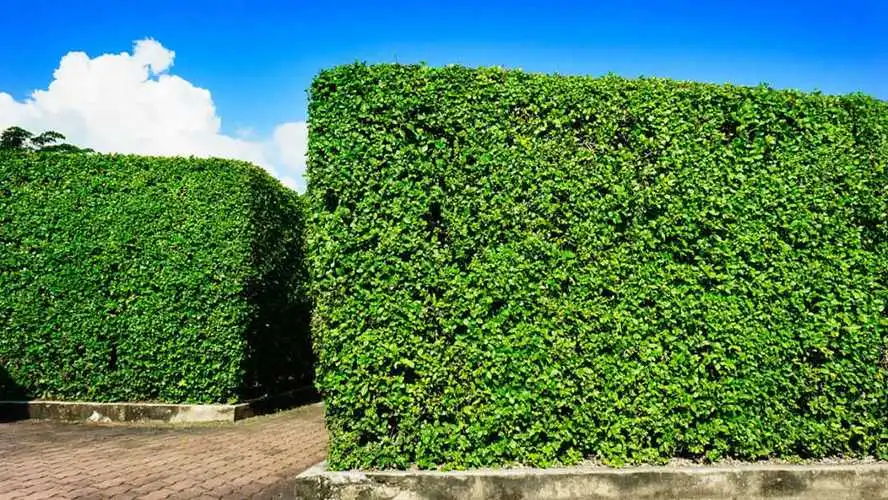 深圳青植绿化工程有限