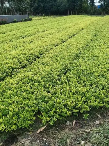 现代园林景观设计背景墙
